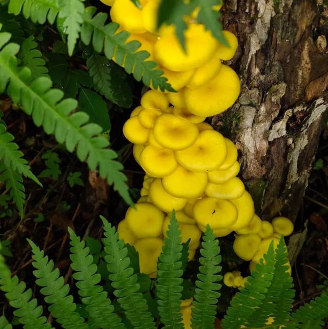 國(guó)家蘑菇地理：中國(guó)哪里的蘑菇最好吃？